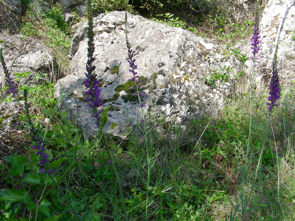 Linaria purpurea / Linajola purpurea